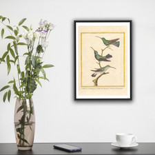 Haiti martinet colibri d'occasion  Paris VI