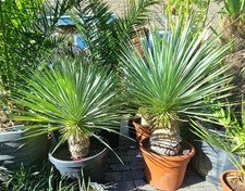 Yucca rostrata hardy for sale Yucca rostrata hardy for sale  SHEFFIELD