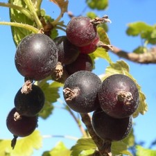 Jochelbeere jostabeere johanni gebraucht kaufen  Detmold