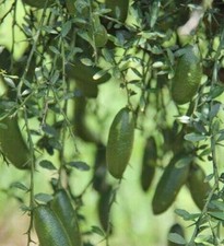 Finger lime tree for sale  Lake Panasoffkee