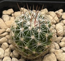 Thelocactus saussieri lau1009 usato  Trivignano Udinese