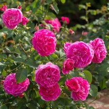England rose auslounge gebraucht kaufen  Haselünne