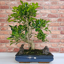 Ficus microcarpa large for sale  LEEDS
