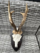 Rehbock rehgeweih gebraucht kaufen  Coesfeld