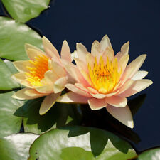 Dwarf water lily for sale  BUCKFASTLEIGH