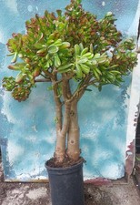 Bonsai hobbit jade for sale  San Marcos