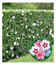 Winterharte hibiskus hecke gebraucht kaufen  Bensheim