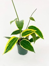 Variegated hoya macrophylla for sale  New York