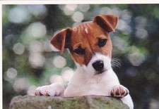 * JACK  RUSSELL   TERRIER  PUPPY    * Postkarte  *  Postcard  # 32, usado comprar usado  Enviando para Brazil