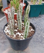 Senecio stapeliiformis pickle for sale  La Mirada
