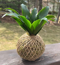 Dracaena compact kokedama for sale  Morris Plains