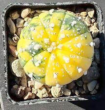 Astrophytum asterias nishiki usato  Genova