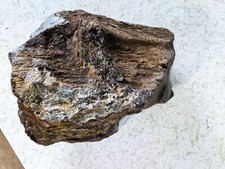 Giant petrified fossil for sale  Denver