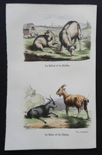 Buffon 19ème gravure d'occasion  France