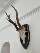 Antlers roe deer for sale  SOUTHEND-ON-SEA