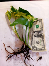 Marble queen large for sale  Greensboro