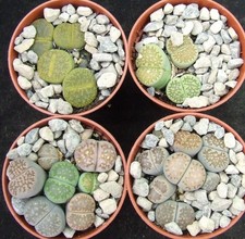 Lithops small collectors for sale  EASTBOURNE