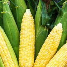 Bodacious sweet corn for sale  Deltona