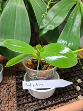 Phalaenopsis pulchra blühstar gebraucht kaufen  Ismaning