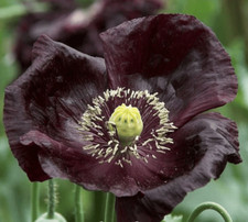 1000 midnight poppy for sale  Spring Branch