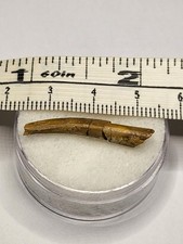 Pterosaur tooth kem for sale  SOLIHULL
