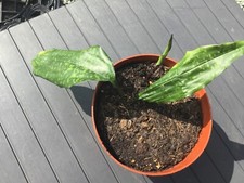 aspidistra for sale aspidistra for sale TIPTON