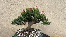 Red ixora bonsai for sale  Ocoee