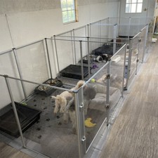 Panels acrylic dog for sale  LOUGHBOROUGH