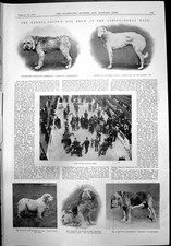 Old crufts dog for sale  UK