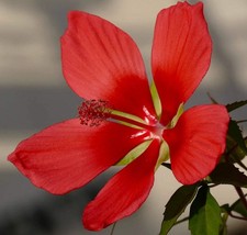 Hibiscus coccineus red usato  Napoli