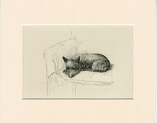 Scottish terrier sleeping for sale  COLEFORD