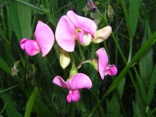 Narrow leaved everlasting for sale  CAMBRIDGE