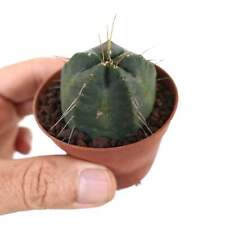 Echinocereus knipellianus usato  Napoli