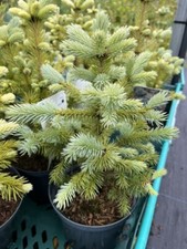 Picea pungens super for sale  CHORLEY