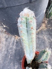 Pilosocereus pachycladus blue for sale  Jurupa Valley