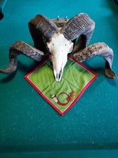 Trophäen widder gehörn gebraucht kaufen  Elsfleth
