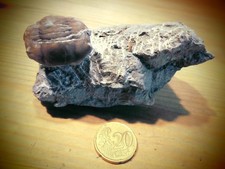 Trilobit illaenus sarsi gebraucht kaufen  Siek