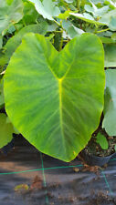 Colocasia esculenta jack d'occasion  Mont-près-Chambord