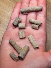 Genuine detailed crinoid for sale  SOLIHULL