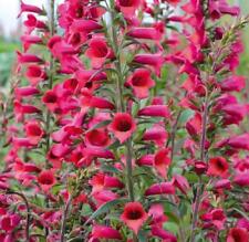 Digitalis illumination cherry for sale  UK