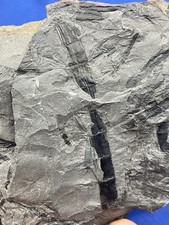 Carboniferous sphenophyllum st gebraucht kaufen  Saarbrücken