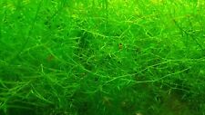 Guppy grass najas for sale  COLCHESTER