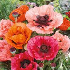Landscaper pack poppy for sale  Sevierville