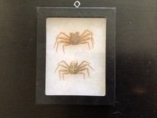 Mounted male female for sale  North Wales