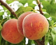 Peach avlon pride for sale  BIRMINGHAM