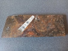Fossile plaque orthoceras d'occasion  Redon
