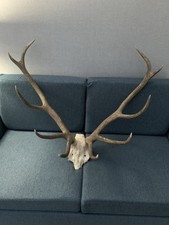 Taxidermy large set for sale  EDINBURGH