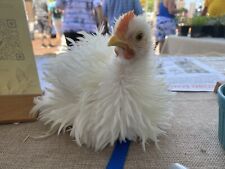 Frizzle cochin bantam for sale  Middleburg