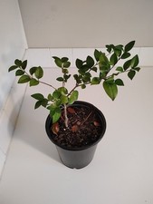 Ligustrum japonicum bush for sale  Leland