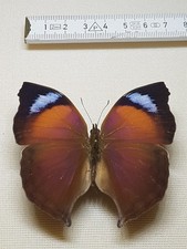 Entomologie salamis anteva gebraucht kaufen  Halle